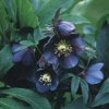 Helleborus Blue Metallic Lady